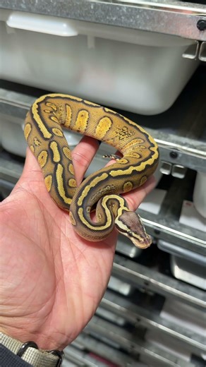 Stranger Ball Python for the win!! #ballpythons #snakesfacts #reptileshorts