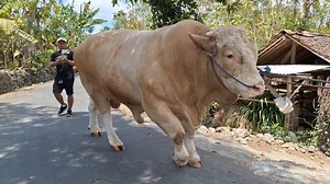 1.3M views · 24K reactions | Sapi bull on Reels | Facebook