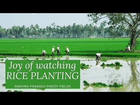Watch the joy of Rice Planting - From the Paddy Fields of Andhra Pradesh