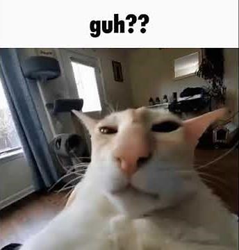 Guh??? Cat meme