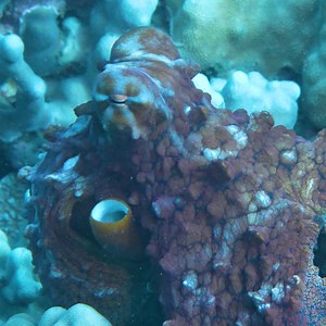 58K views · 1.2K reactions | Molokini is home to a ton of marine life, but the octopus is one of our favorites to see when they aren't blending in! Happy Aloha Friday! | Pride of Maui | Facebook