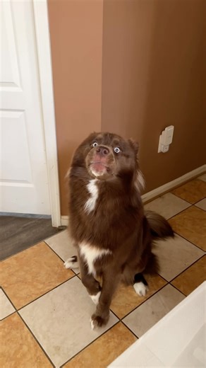 He looks so proud of himself at the end 🥹 Finally got a good video of him howling! It’s rare for him to howl and when he does do it he stops immediately if he catches you looking at him 😂 . . #dogshowling #husky #huskydog #dogsofinstagram #siberianhusky #howling #dogsbeingdogs | Kovu