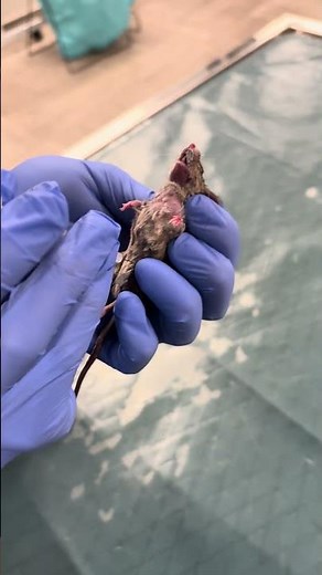 Externship 02 Penn Foster Skill 45: Administering an Intraperitoneal Injection on a Mouse