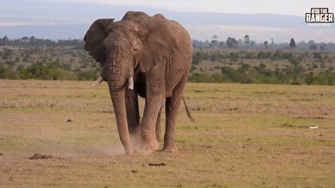 Watch elephant bulls rip up trees in Ol Pejeta safari action