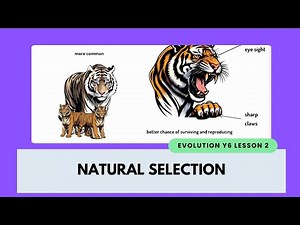 Why Adaptations Matter