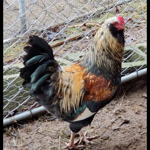 Rooster #chicken #backyardchickens #rooster #farm #roostervoice