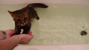 19K views · 601 reactions | Swimming cat Maine Coon in bath | Maine Coon Cat Lovers | Facebook