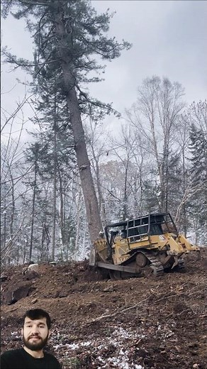 Power Of Bulldozer vs Giant Tree #youtubeshorts #shortsfeed #shorts #heavyequipment