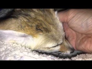 Fennec Fox whines adorably after owner interrupts nap