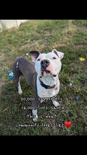 51 Years. 30,000 Supporters. 16,000 Lives Changed. How do we begin to thank everyone who helped us get here? For 51 years, the Dubois County Humane Society has been a place where second chances begin. Our best records show that at least 16,000 animals have found their forever homes through our doors and every one of those adoptions was made possible because our community showed up for them. 🐶🐱 Today, we celebrate another milestone: 30,000 followers strong. This number isn’t just a metric — it 