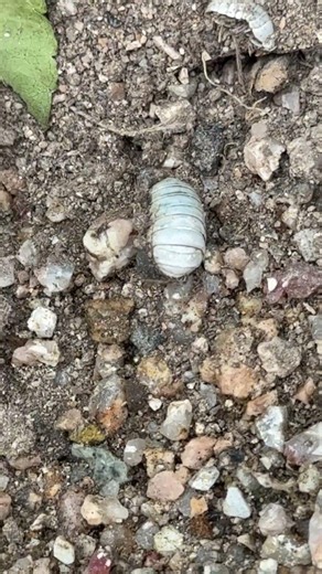 White pill bugs are rare.