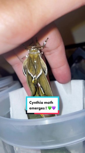 Gypsy ❤️ on TikTok