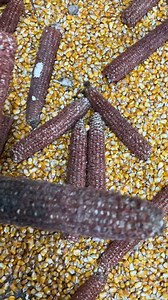 25K views · 179 reactions | Achieve High Productivity with maize thresher,2200kg Maize Threshed Every Hour.#thresher #machinery #farmer #dawnagro | Dawn Agro Machinery | Facebook