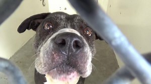 1.8K views · 183 reactions | OSO - 9/17/17 NEEDS a TEMPERAMENT...