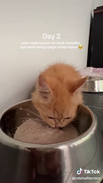 Day 2 || my new home 🏡 #cat #catlover #orangecat #orangecatbehavior #cateating #catwatchingtv #kucing #pecintakucing #kucingorange #kucingsedih #kucingorangesedih #kucingmakan #kucingnonton