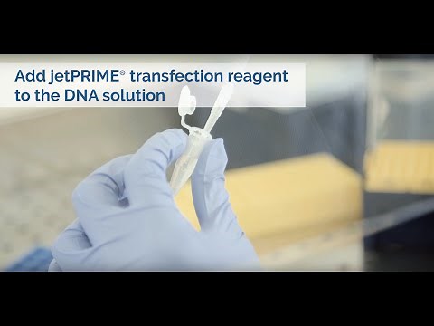 Easy DNA transfection with jetPRIME - Polyplus-transfection