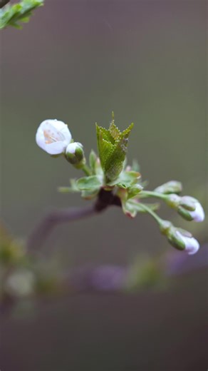 Looking for the first signs of spring in the forest.🌳🌲🌸 . . #photography #spring #forest #photowalk