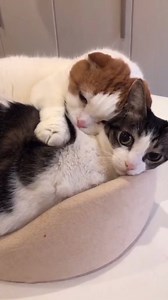 If you also love animals, then like bottom on the right | About Interesting