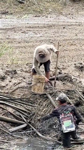 Bắt cá lóc đồng (tiếp theo) #thảo_lúa