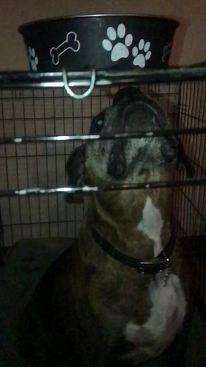 Hey new here this is Reese / brindle boxer/ can I get big? #foryou #foryoupage #fyp #dog #reese #brindleboxer #slowmo