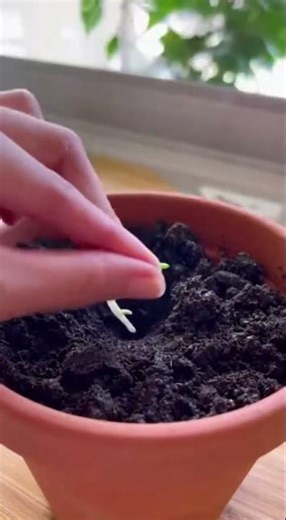 La méthode des jardiniers pour un cerisier chargé de fruits sucrés