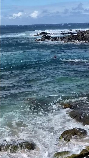 本日の #ハワイ をご紹介！ #マウイ島 #ホオキパビーチ #ウミガメ #ホヌ #maui #hookipabeach #honu #seaturtles #hawaii #turtle