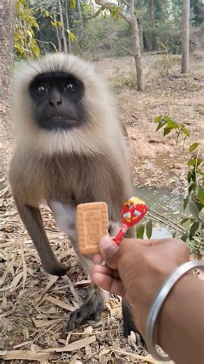 Making a new friend in the wild! 🐒🤝