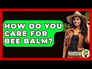 How Do You Care For Bee Balm? - The Plant Enthusiast