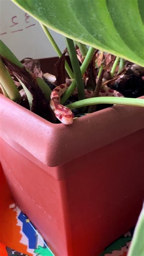 Starburst loves that my other hobby is plants, or so I choose to believe 💫⭐️✨ #starburstthesnake #cornsnake #plants #amelanistic #babysnake
