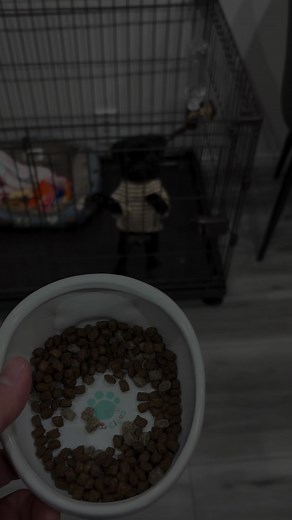 ご飯タイムの幸せな瞬間🐶🍴