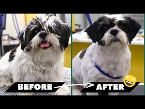 12-Year-Old Diva Lhasa Apso's Sweetest Grooming Day! 🐾💛