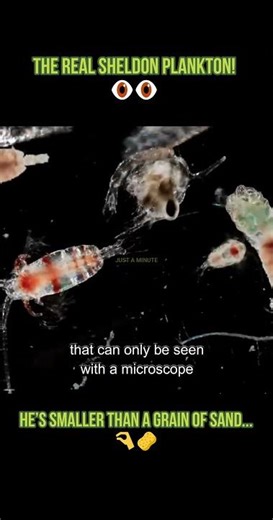 Real Life Plankton from SpongeBob (Copepod) 🦠#shorts