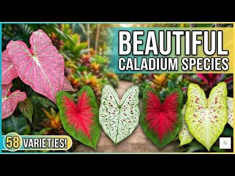 58 Caladium Species | Beautiful Caladium Varieties