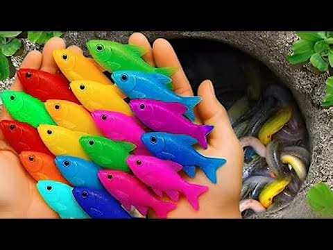 MASSIVE Aquarium Haul SHOCKER! 🤯 Tiny Fish, Giant Eels & Koi Pond INSIDE My House?!