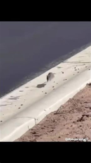 #memes #trending #comedy