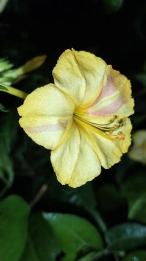 Gorgeous Blooming Mirabilis jalapa 🌱 #flowers #shorts #trending #nature #beautiful #viral #natural