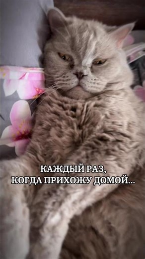 #шуточное #юмор #актуальное #топ #кот #кошак