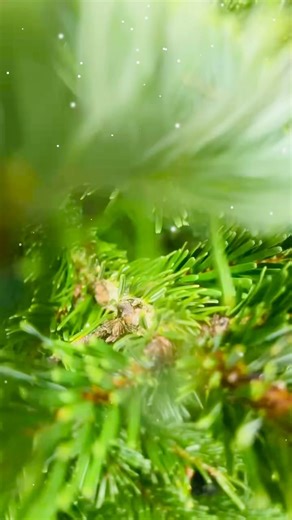 1.7K views |  MON BEAU SAPIN  Fraîchement installé, vos sapins viennent de se faire une place dans votre magasin Intermarché !! 朗 Et pour en profiter encore plus ￼5 à 10€ offerts en bons d’achat pour l’achat de votre sapin  Sapin avec bûche 110/150cm 16€99 Sapin avec bûche 150/175cm 34€99 Sapin avec bûche 175/200cm 39€99 | Intermarché Fécamp | Facebook