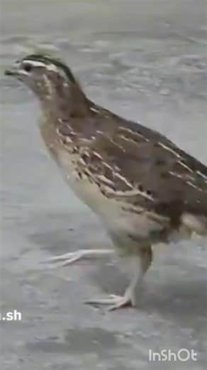 فيديوهات أنشأها FAYAZ (@fayaz........khan) باستخدام original sound - FAYAZ