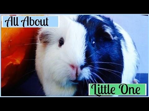 All About Little One | Meet My Guinea Pigs