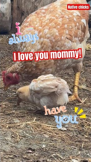 Adorable native chicks in the province | prime lyf channel