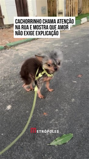 Cachorro Guerreirinho e o Amor Incondicional