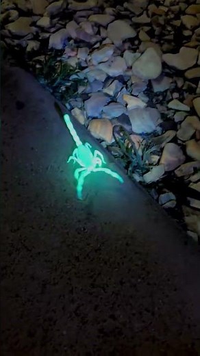 Scorpion glows under light in the dark in San Diego, California, USA