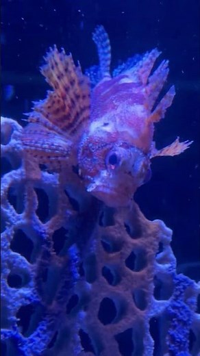 Up Close with a Stunning Lionfish! 🐟🔥 Nature’s Underwater Beauty