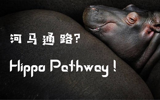 就是这么干的干货:河马通路？No，Hippo Pathway！【Hippo通路】【科普】【中英双语】【生物化学】