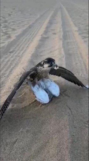 PEREGRINE FALCON THE FASTEST HUNTER ON EARTH 🔥🔥🔥 #falcon #falcons #wildlifeentertainment #wildlife