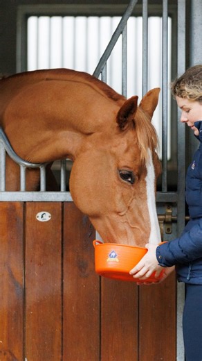 How long does it really take to make a mash on a cold day?❄️🐴 ⭐Top Tip!⭐ Always use cold or warm water when making a mash! Our balancers contain live yeast, and hot water can kill those beneficial yeasts, meaning your horse misses out on all the gut-supporting goodness.🫖❌ #horse #equestrian #dyk #horsehacks | Blue Chip Feed