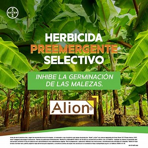 221 reactions · 14 comments |  Alion®: el herbicida preemergente que inhibe las malezas en tu cultivo de banano ¡Mantén tus suelos impecables y manteniendo un alto desempeño!  #Alion #ControlDeMalezas | Mi cultivo con Bayer | Facebook