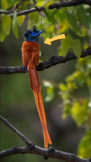 This Bird's TAIL Is Longer Than Its Body?! 😱 Meet the African Paradise Flycatcher