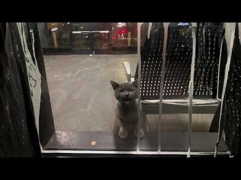 Stray Cat Trapped Inside Locked Bus Station Begs for Help All Night